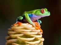 Auf Blüte sitzender Rotaugenlaubfrosch